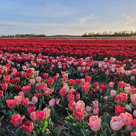 Buitenhuis Egmond Egmond aan den Hoef Ngoại thất bức ảnh