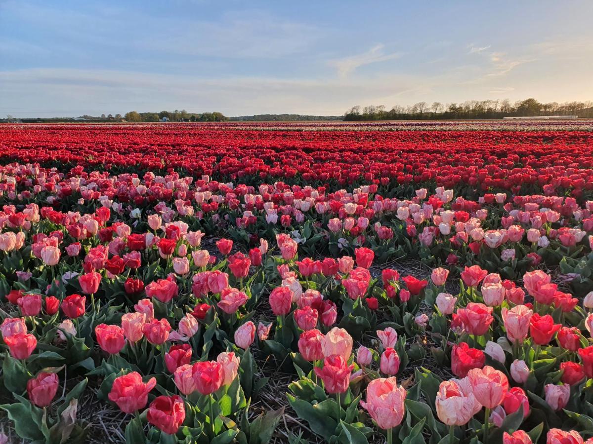 Buitenhuis Egmond Egmond aan den Hoef Ngoại thất bức ảnh